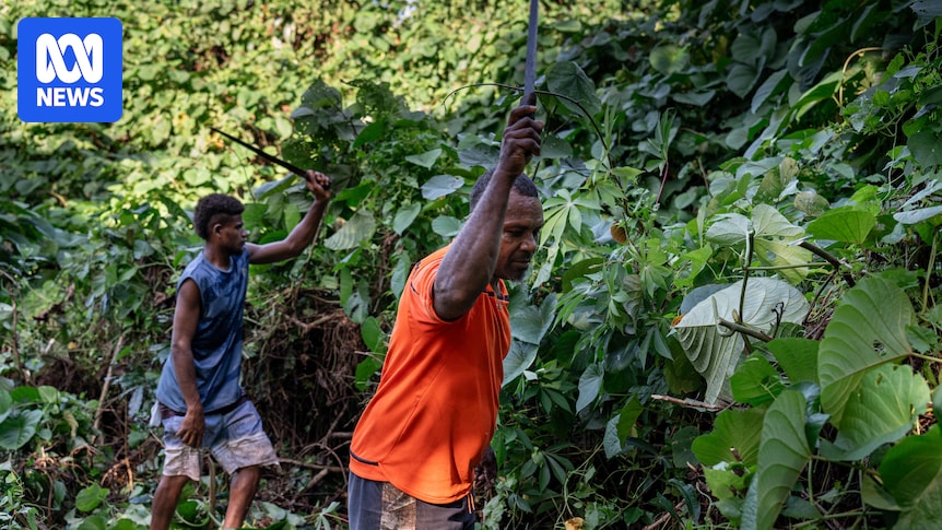 The vine with a murky past that is strangling Vanuatu's forests