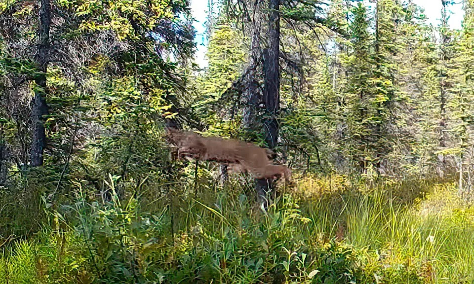 Lynx jumping in pursuit of squirrel.