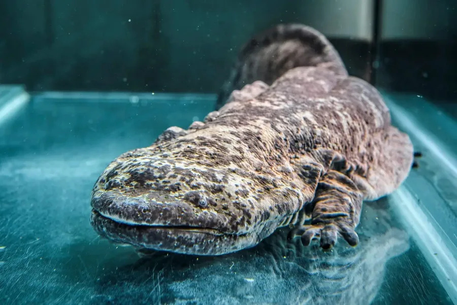 A close-up view of a large, brown, spotted salamander resting underwater in a clear aquarium, with its wide body and flat head visible.