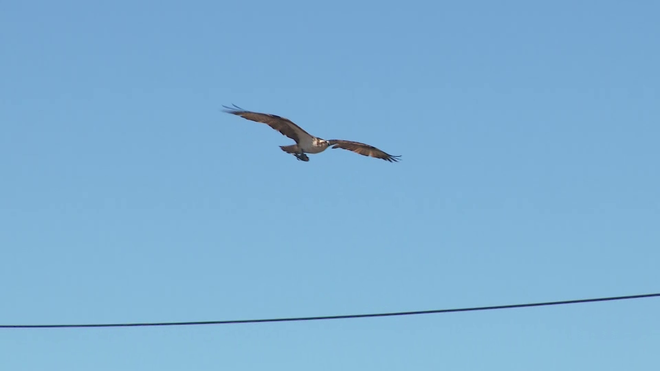 Quincy osprey nest relocated quincy osprey nest relocated