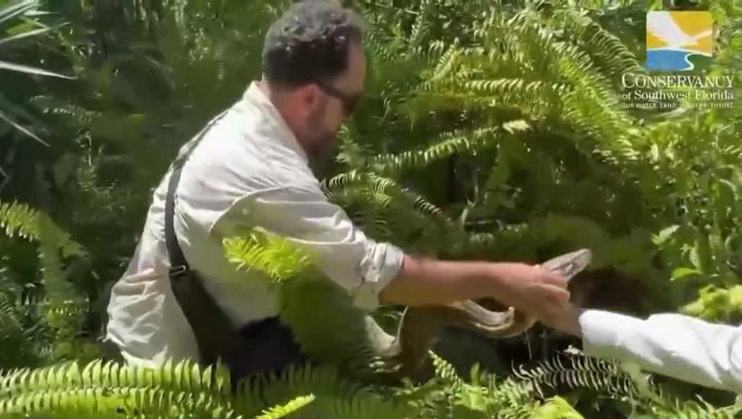 Experts say the large snakes are moving north into Brevard County