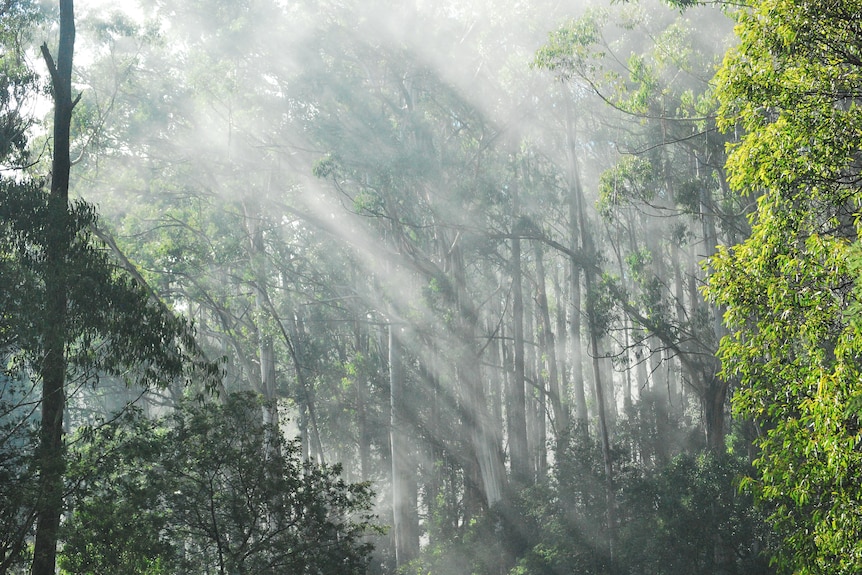 Trees in a forest with light streaming through