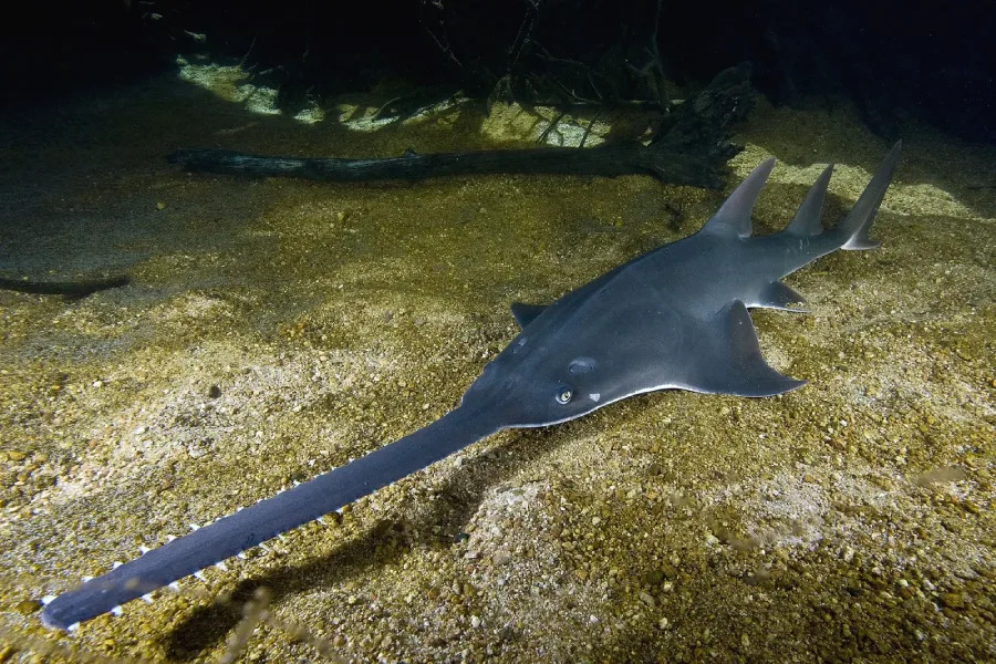 A sawfish with a long, flat, saw-like snout rests on the sandy, gravelly bottom of a shallow, murky freshwater habitat. Roots and branches are visible in the background.