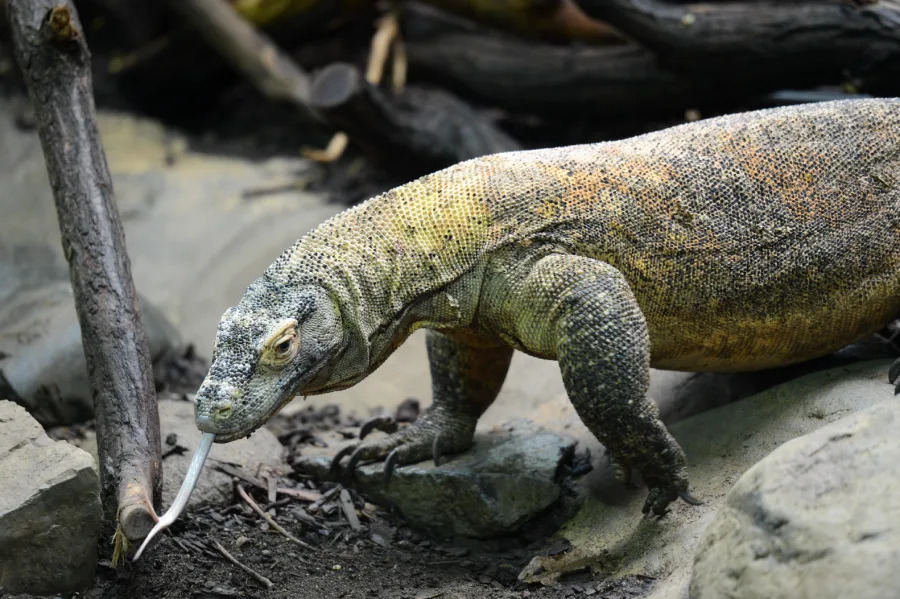 A Komodo dragon walks on rocky ground, its long forked tongue extended. The lizard has rough, textured skin with brown, yellow, and gray coloring. Tree branches and rocks surround it in its environment.
