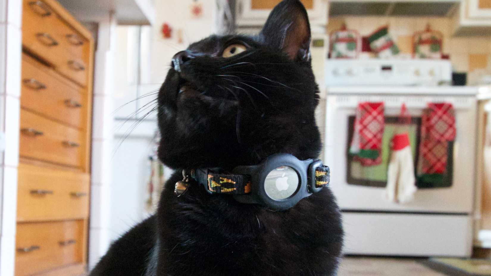 Apple AirTags Cats & Dogs Hero_1