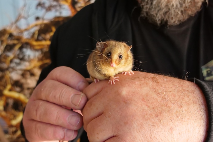 A Mountain Pygmy Possum sitting on someone's hand