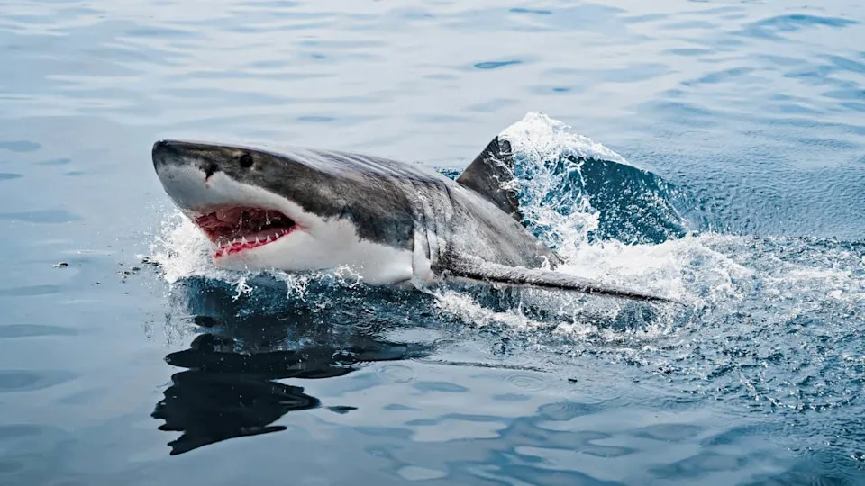 A Great White Shark that appeared above the water