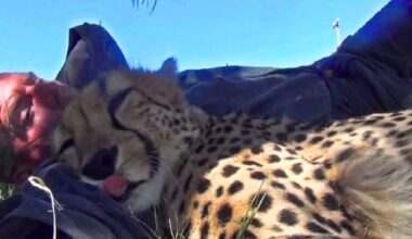 Cheetah Snuggles Sleeping Wildlife Photographer Under Tree