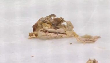 Fan throws rotisserie chicken on ice during Ducks-Oilers game, causes costly delay during Game 2 of series