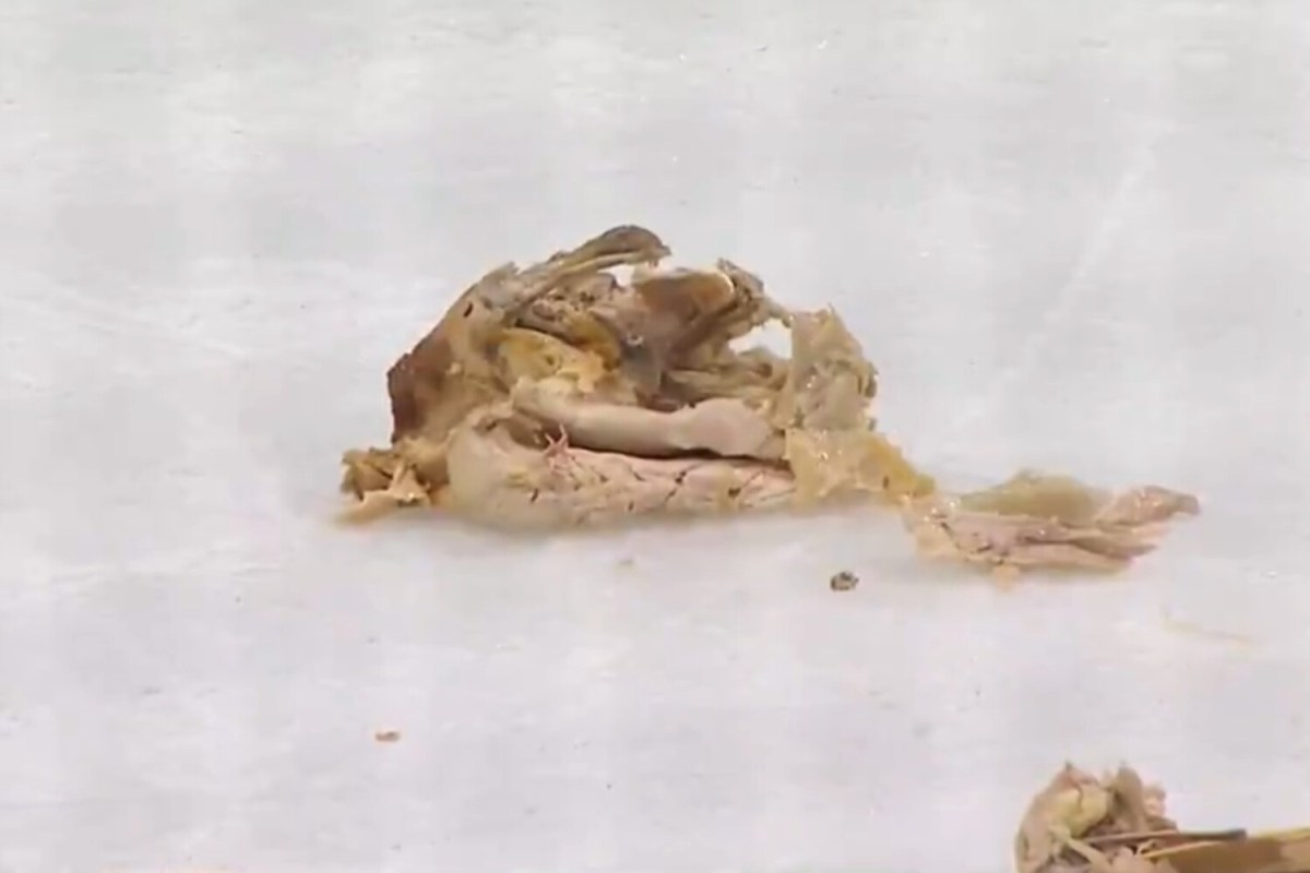 Fan throws rotisserie chicken on ice during Ducks-Oilers game, causes costly delay during Game 2 of series