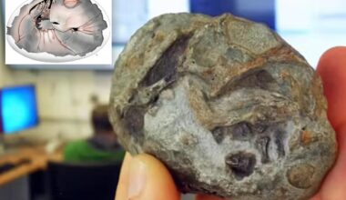 Egg fossil proves mammals laid eggs 250 million years ago