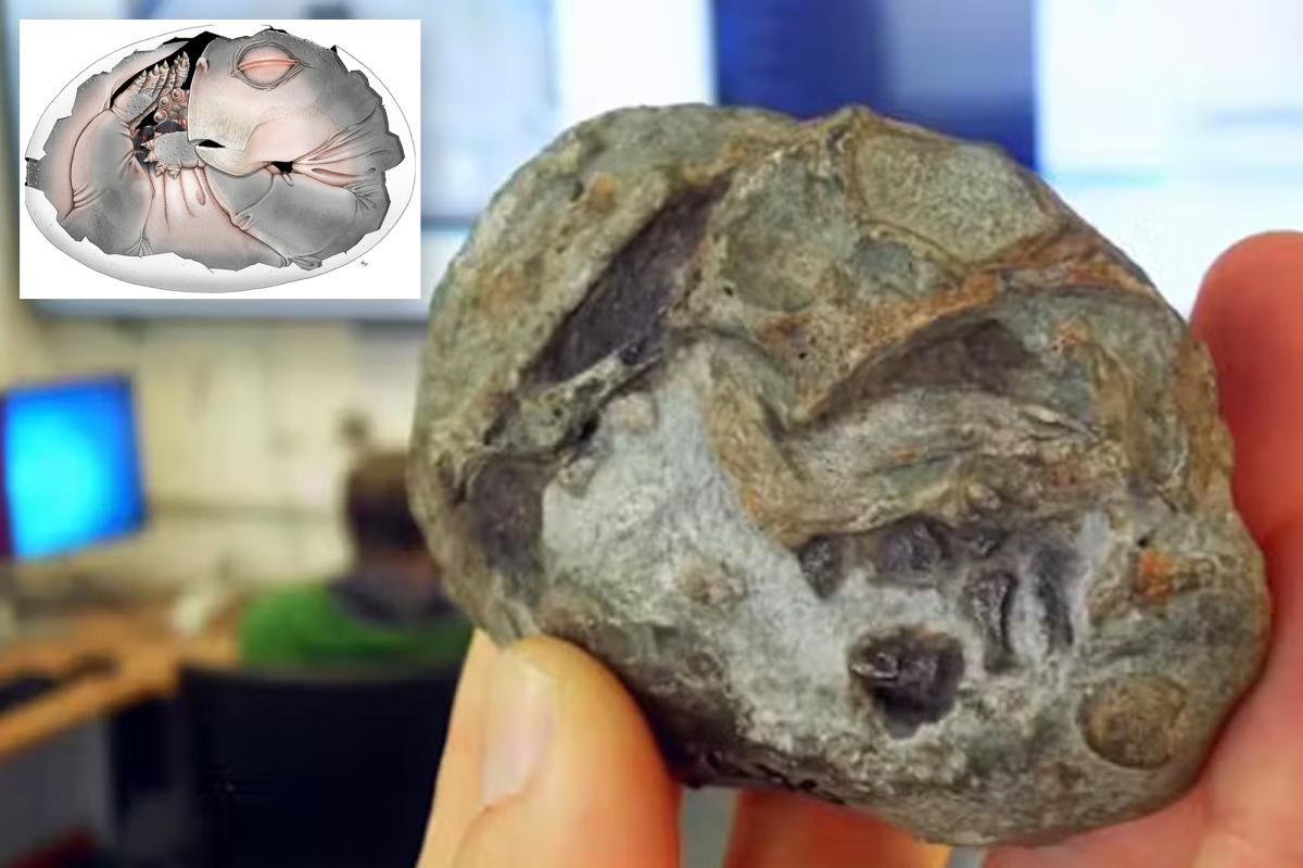 Egg fossil proves mammals laid eggs 250 million years ago