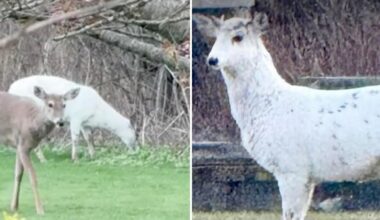 Extremely rare piebald deer couple found roaming Long Island