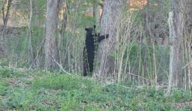 Black bear spotted in Cottage Grove neighborhood