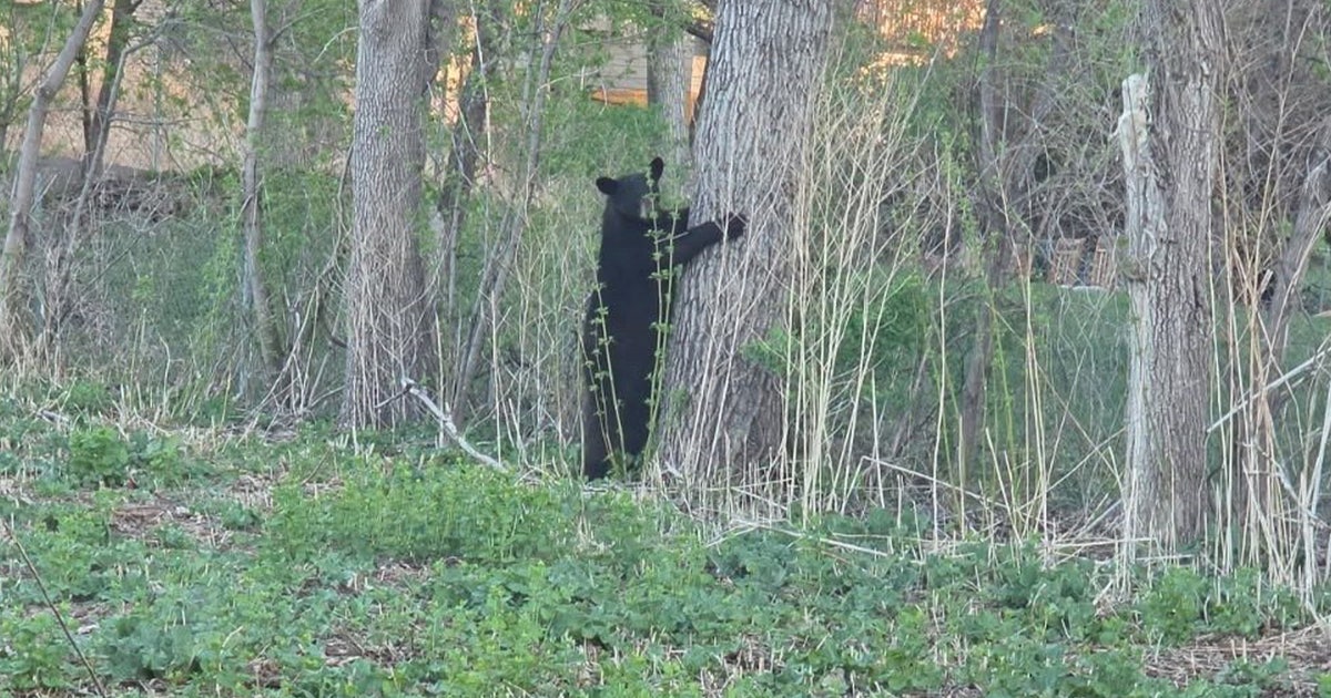 Black bear spotted in Cottage Grove neighborhood