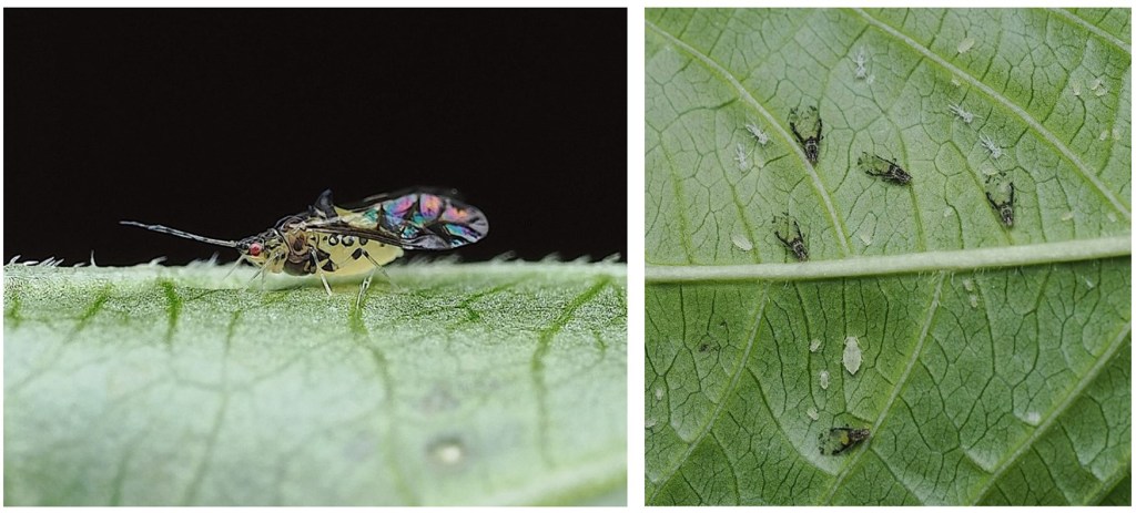 The left image shows a close-up of a small, patterned insect on a green crapemyrtle leaf. The right image highlights several small insects scattered across another leaf.
