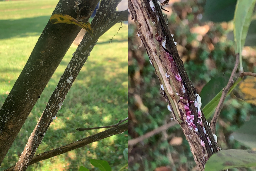 Close-up view of crapemyrtle tree branches with white, oval-shaped insects clustered on the bark. The right branch shows pink discoloration and more insects, with green grass in the background.