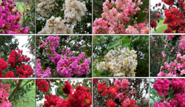 Pests and Diseases Threaten Crapemyrtle in U.S. Landscapes and Nurseries