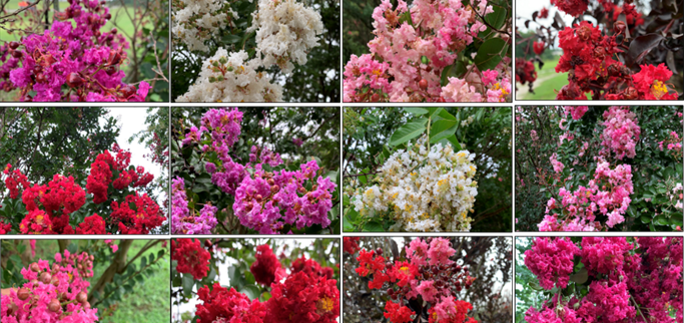 Pests and Diseases Threaten Crapemyrtle in U.S. Landscapes and Nurseries