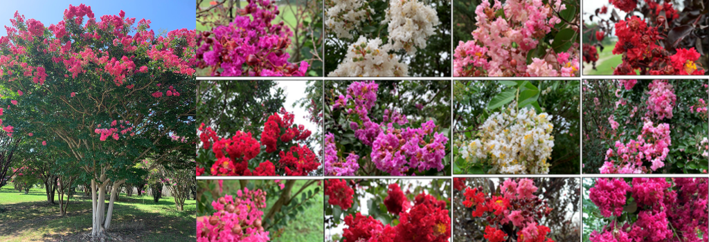 A collage showing a crapemyrtle tree with pink flowers on the left and close-up images of crapemyrtle flowers in red, pink, white, and purple on the right.