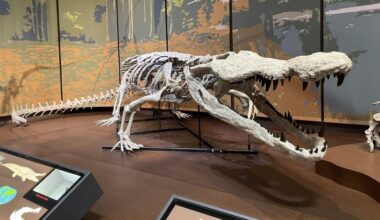 First Ever Complete Skeletal Cast of 30-Foot Extinct Alligator–See it in Georgia