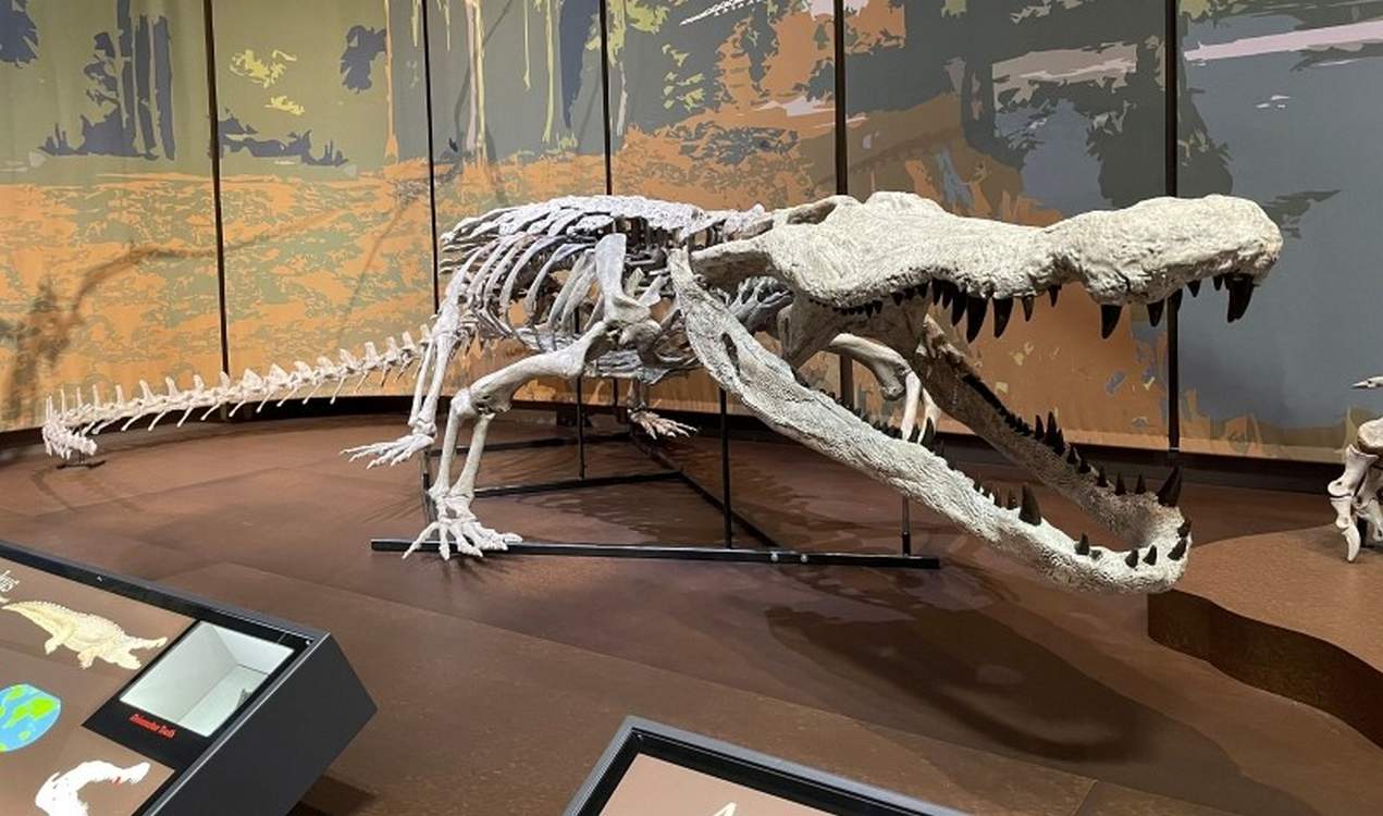 First Ever Complete Skeletal Cast of 30-Foot Extinct Alligator–See it in Georgia