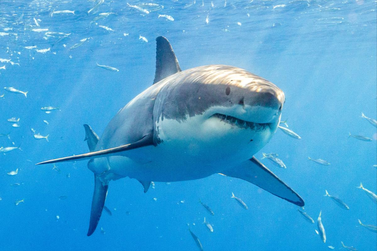 Wild drone video shows SoCal surfers paddling inches away from great white sharks