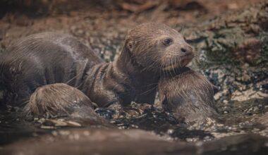 Hope blooms for endangered giant otters as UK zoo celebrates rare triplet birth