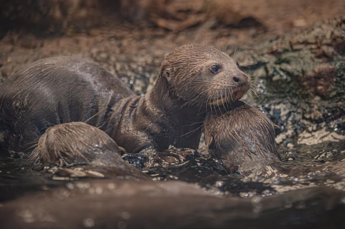 Hope blooms for endangered giant otters as UK zoo celebrates rare triplet birth