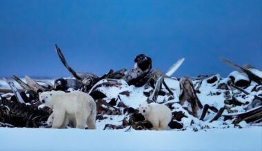Endangered polar bears could be legally killed by drilling projects in Alaska under Trump admin proposal