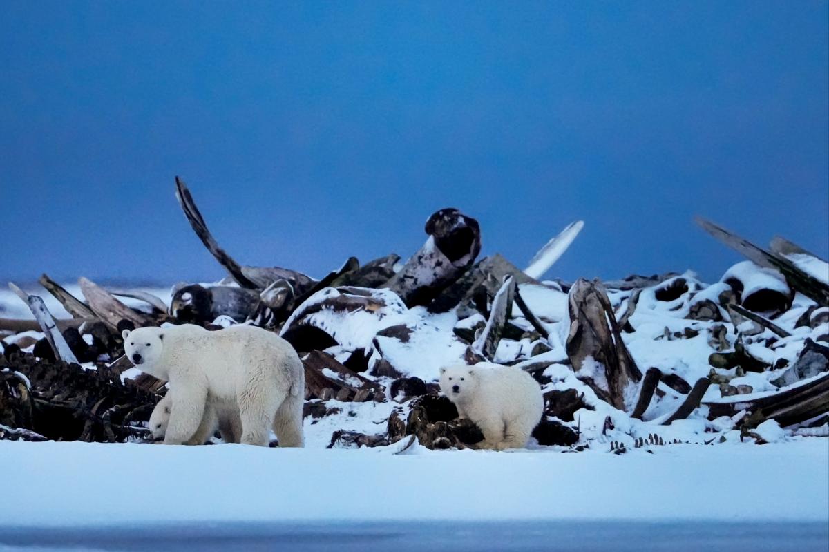 Endangered polar bears could be legally killed by drilling projects in Alaska under Trump admin proposal