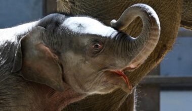 Asian elephant calf makes her public debut at DC’s National Zoo