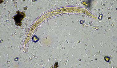 24,000-year-old frozen ‘zombie worm’ thawed by scientists — then it shockingly started reproducing