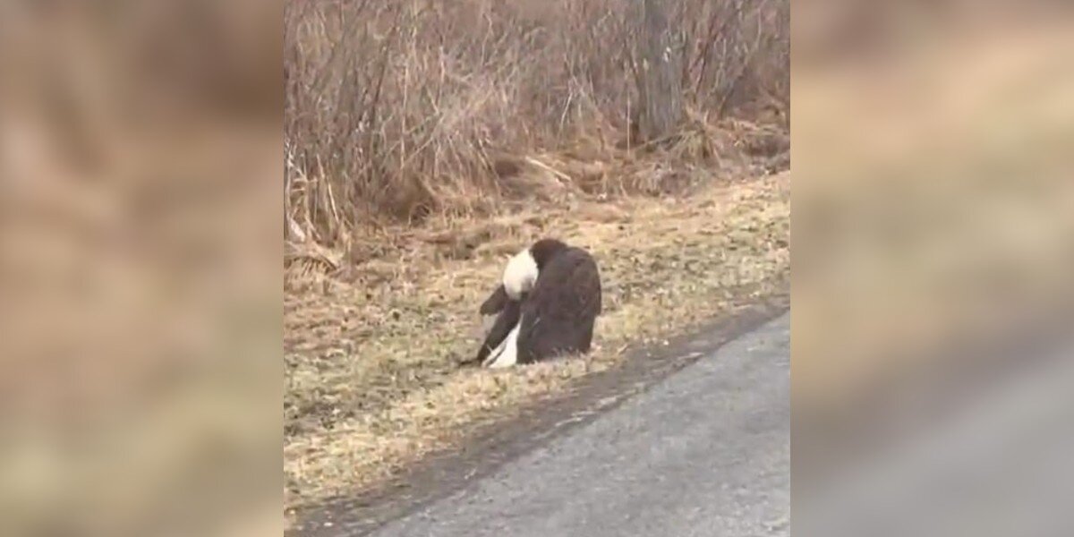 Driver Spots Majestic Animal 'Sleeping' By The Road — Then Realizes She's In Trouble