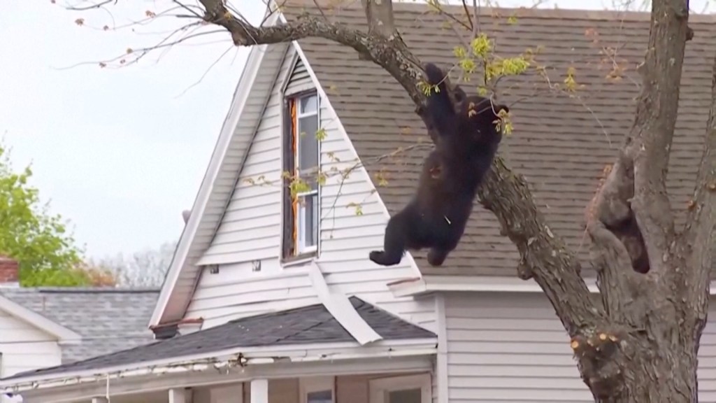 bear
