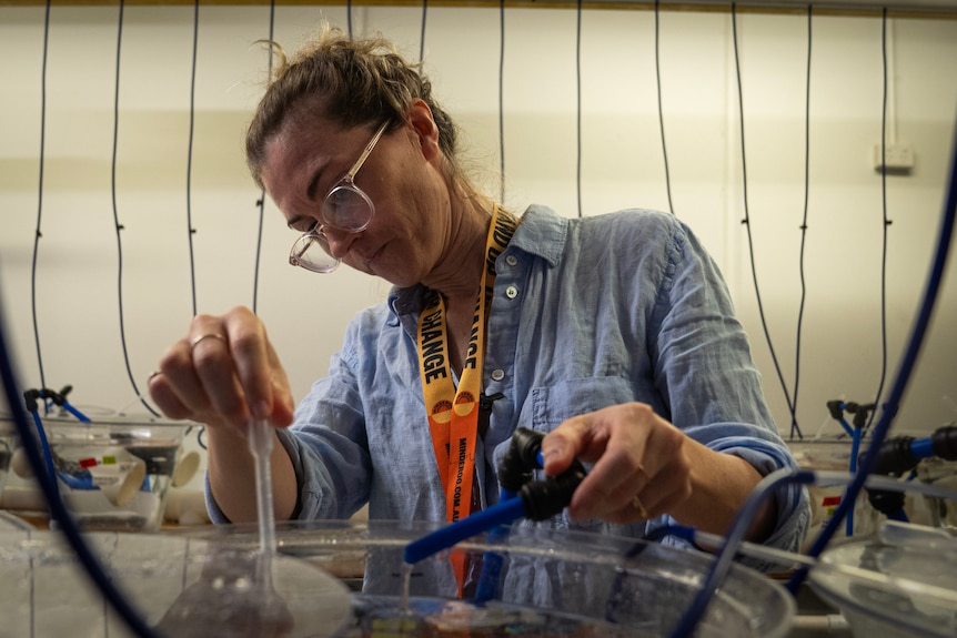 Scientists work over tanks full of corals in a dimly lit labratory.