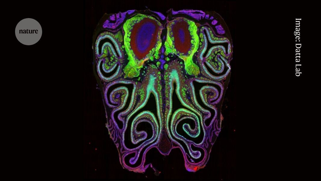 First detailed ‘smell maps’ reveal how noses track odours