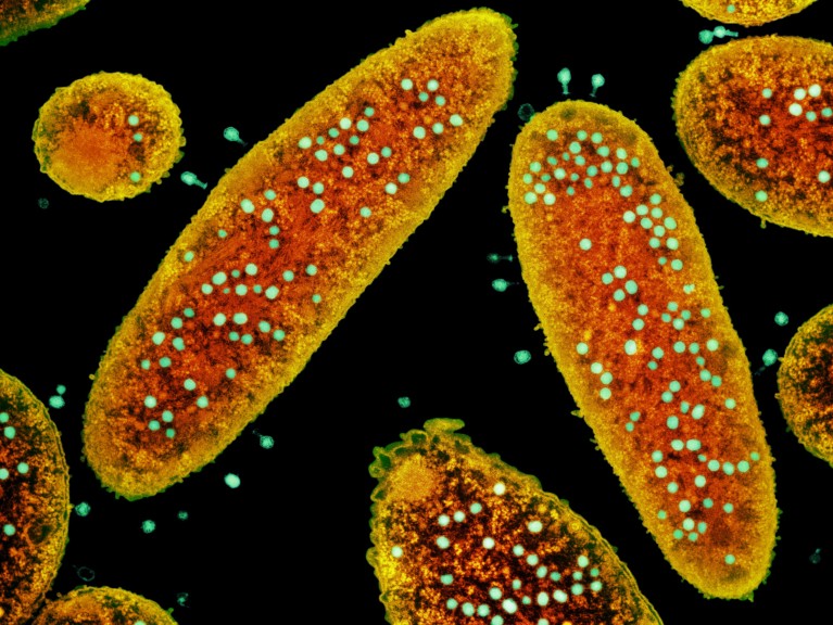 Coloured TEM of Escherichia coli bacterial cells infected by T4 bacteriophages.