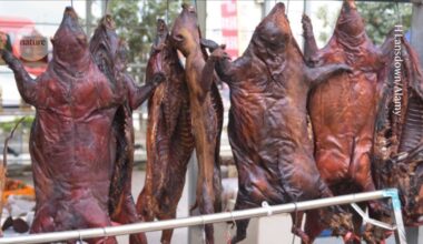 Almost half of traded wildlife carry disease-causing pathogens