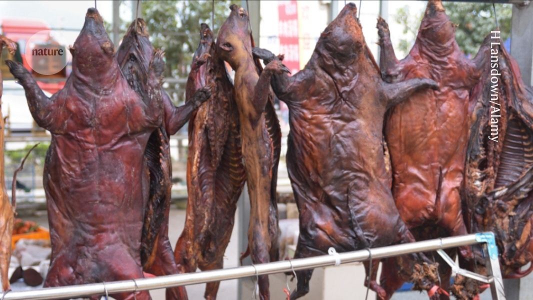 Almost half of traded wildlife carry disease-causing pathogens