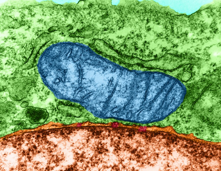 Colour enhanced transmission electron micrograph showing mitochondrion, nucleus and nuclear pores.