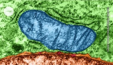 Mitochondria can spawn new ‘organelles’ — hinting at how modern cells evolved