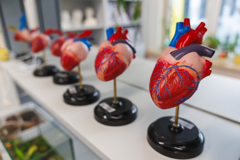 Several anatomical heart models, in a row, on display for medical education.