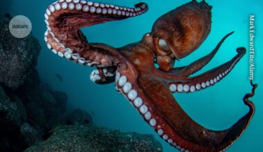 Cephalopods deserve higher welfare standards in research