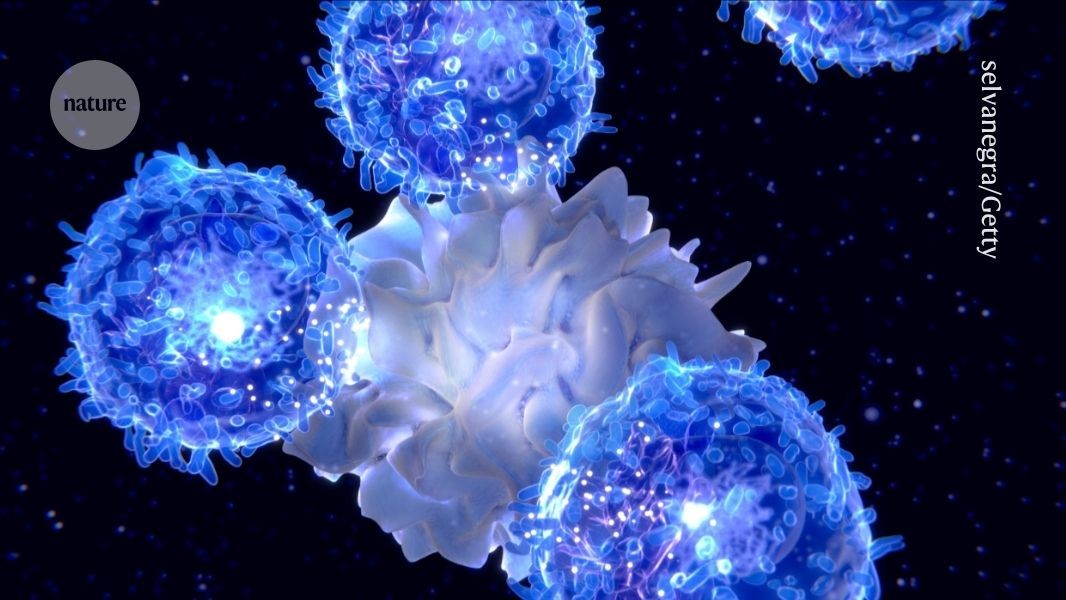 eating primes immune cells for action