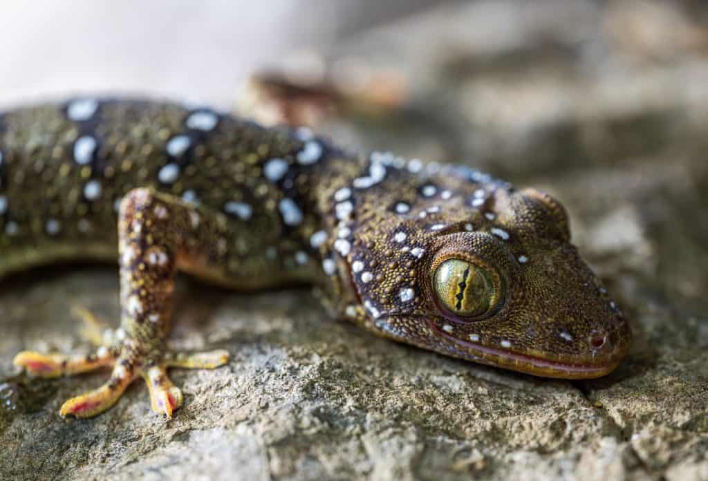 Gekko shiva. Named after the Hindu god of destruction