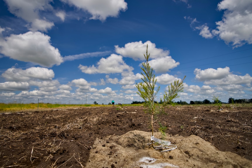 Close up of a small tea tree shrub