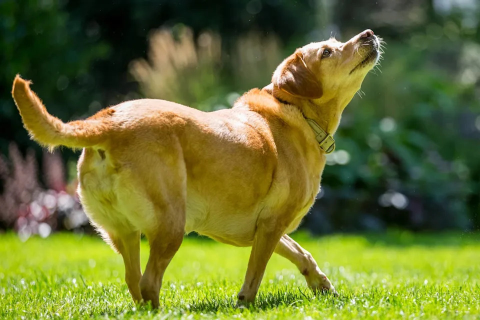 A Golden Labrador on the grass.Image via Shutterstock/Ian McGlasham
