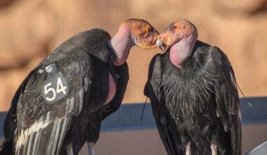 The comeback of a giant: California condor recovery in the western United States