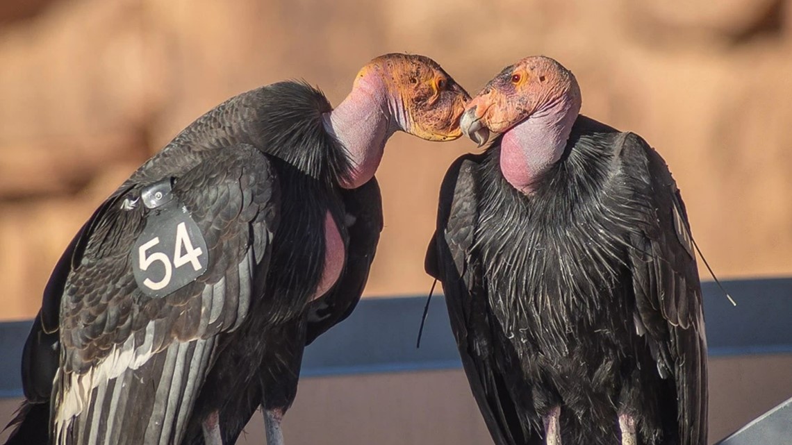 The comeback of a giant: California condor recovery in the western United States